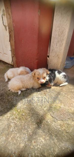 0-1 month Female Mixed Breed Japanese Spitz - thumbnail 2