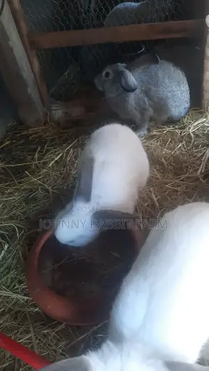 Hybrid Bunnies