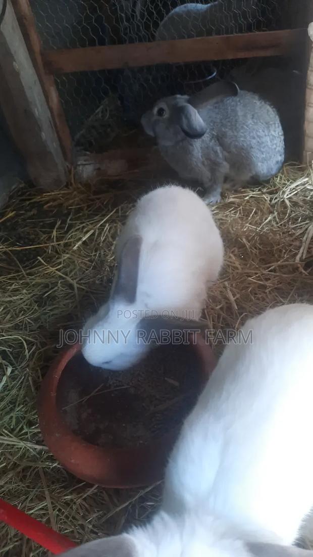 Hybrid Bunnies