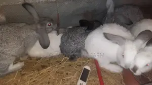 Hybrid Bunnies