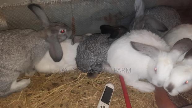 Hybrid Bunnies - thumbnail 2