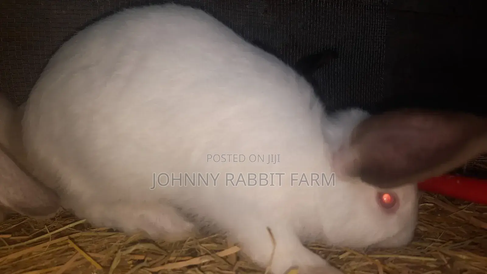 Hybrid Bunnies