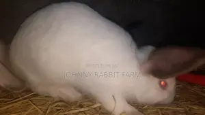 Hybrid Bunnies