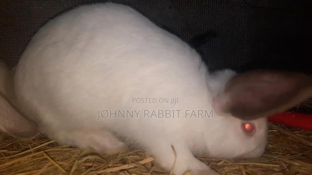 Hybrid Bunnies - thumbnail 3