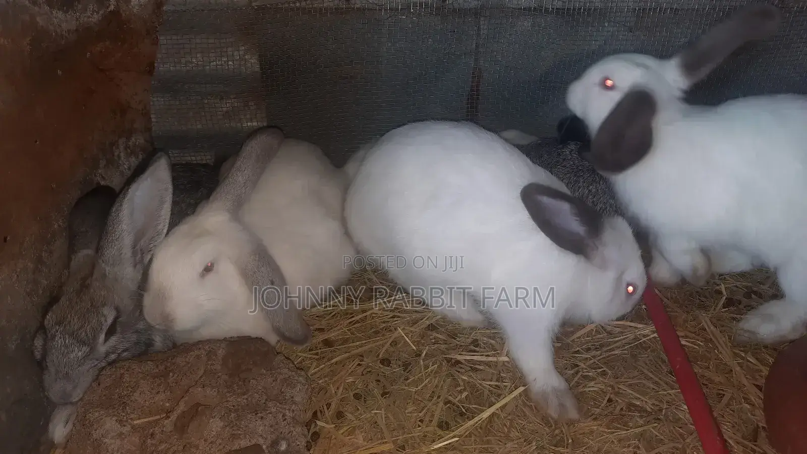 Hybrid Bunnies