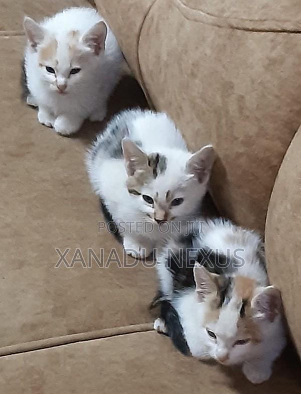 1-3 months Female Mixed Breed Turkish Van - main view