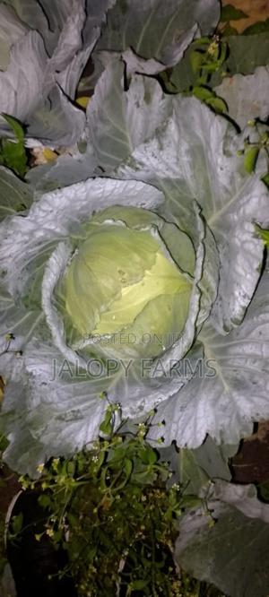 Mature Cabbages for Sales