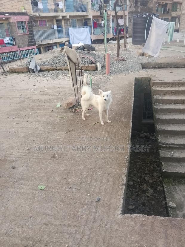 1+ year Female Purebred Belgian Malinois - main view