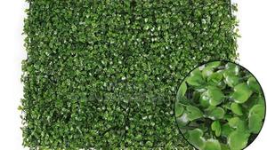 Boxwood Hedges for Decor - thumbnail 2