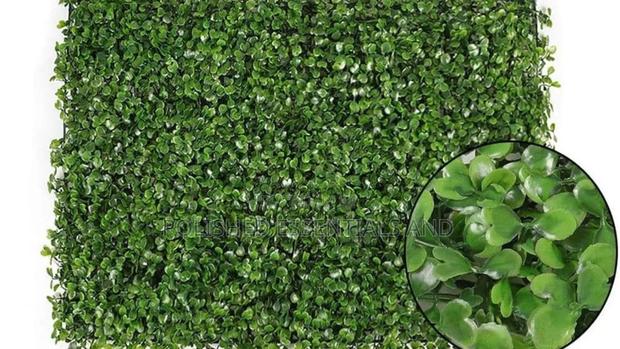 Boxwood Hedges for Decor - main view