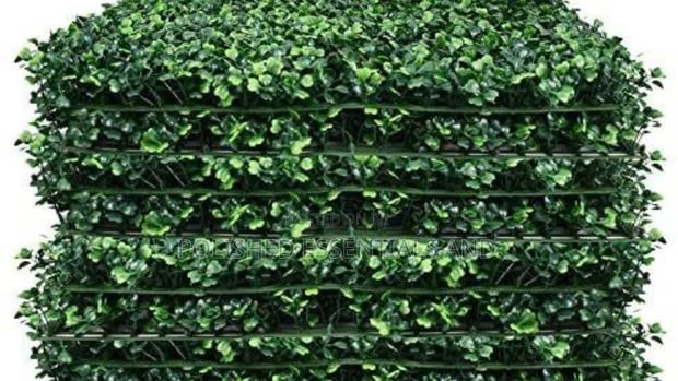 Boxwood Hedges for Decor - thumbnail 3