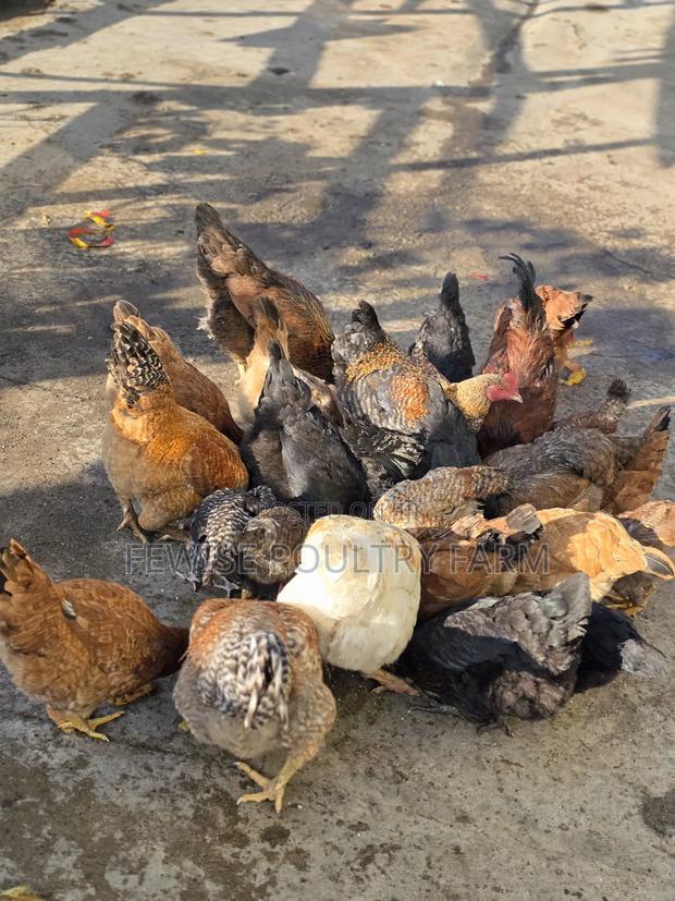 Mature Turkey - main view