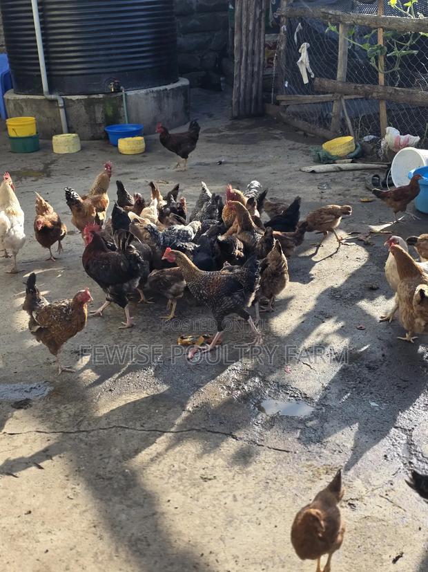 Mature Turkey - thumbnail 3