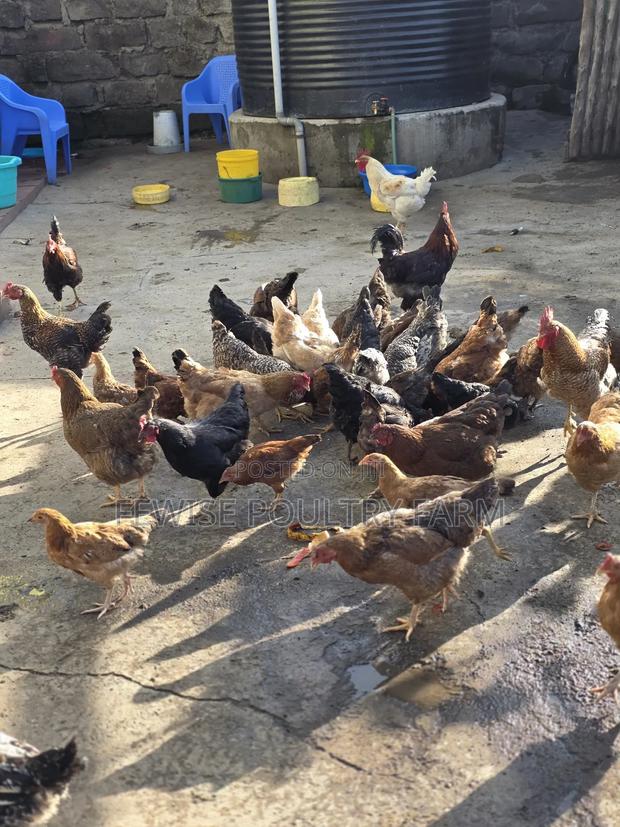 Mature Turkey - thumbnail 4