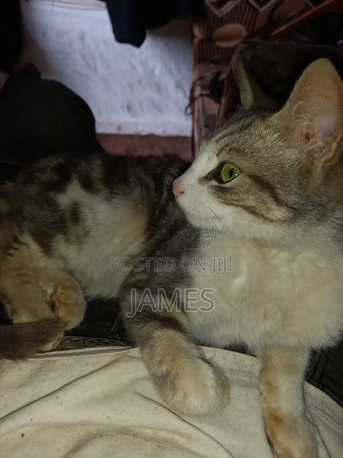 3-6 months Male Purebred Persian