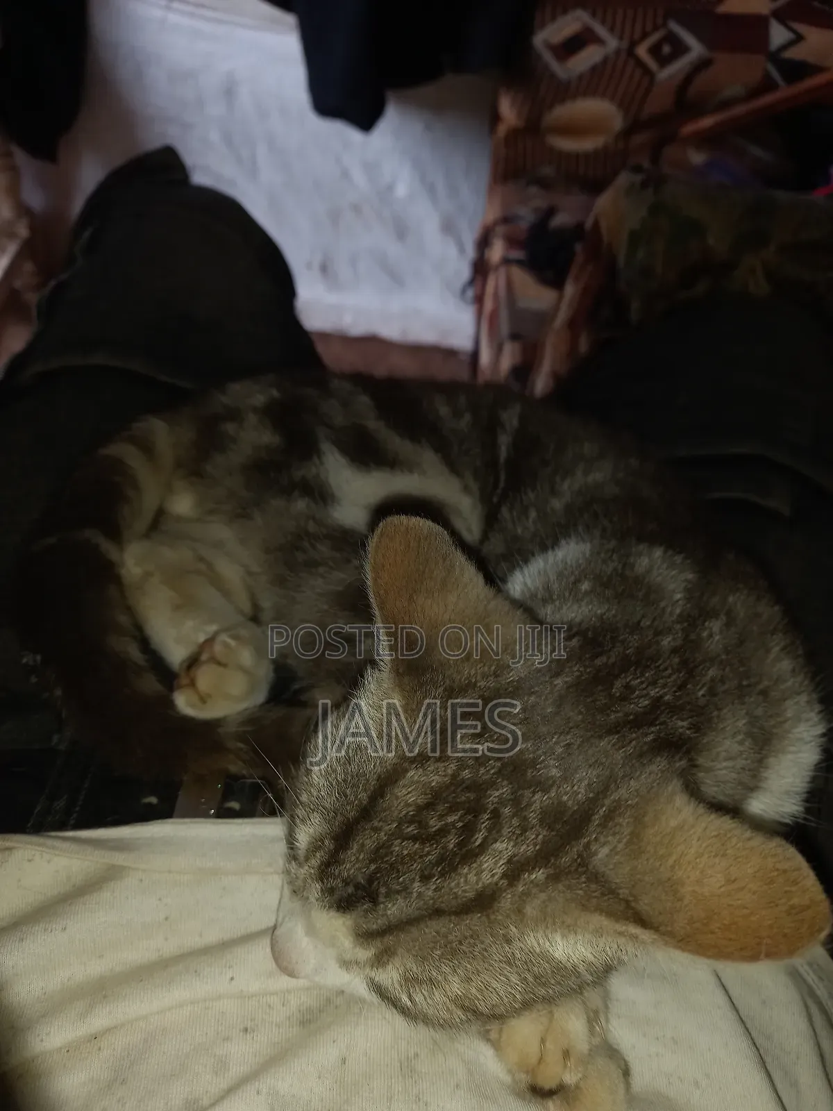 3-6 months Male Purebred Persian