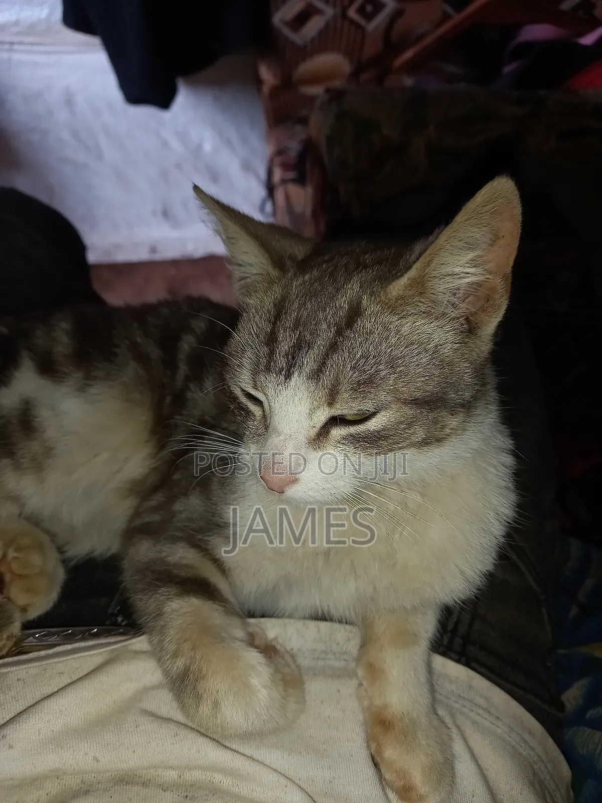 3-6 months Male Purebred Persian