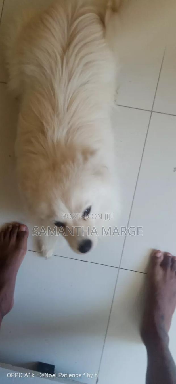 6-12 months Male Purebred Chihuahua