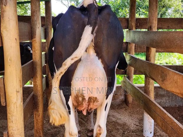 Pedigree Milk Magnets - main view