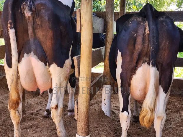 Pedigree Milk Magnets - thumbnail 2