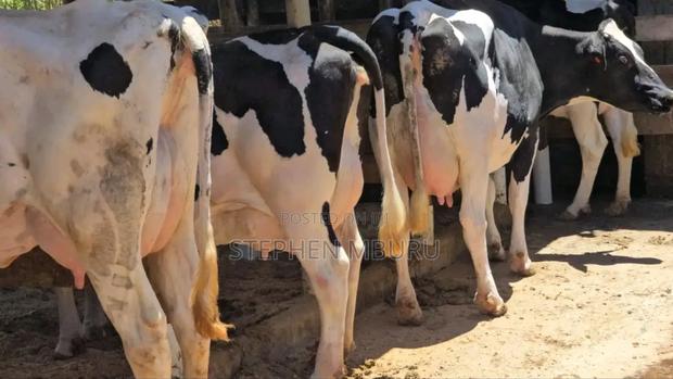 Pedigree Milk Magnets - thumbnail 3