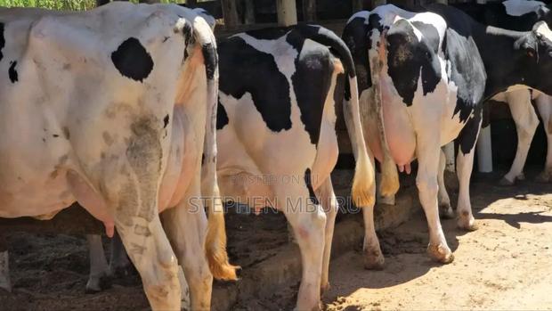 Pedigree Milk Magnets - thumbnail 4