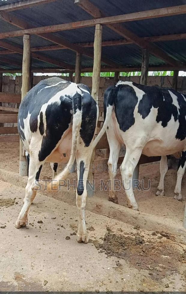 Incalf Heifers - main view