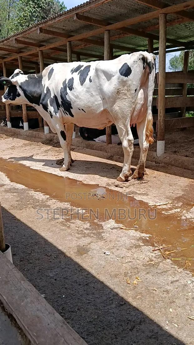 Super Milk Magnet - thumbnail 4