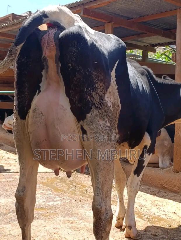 Super Milk Magnet - thumbnail 5