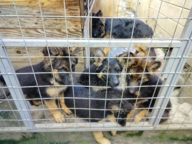 1-3 months Female Purebred German Shepherd - thumbnail 2