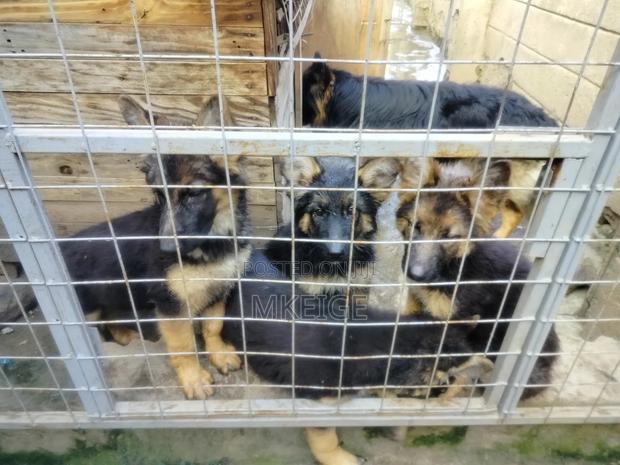 1-3 months Female Purebred German Shepherd - thumbnail 3