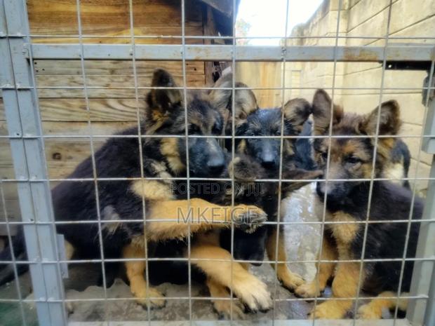 1-3 months Female Purebred German Shepherd - thumbnail 4