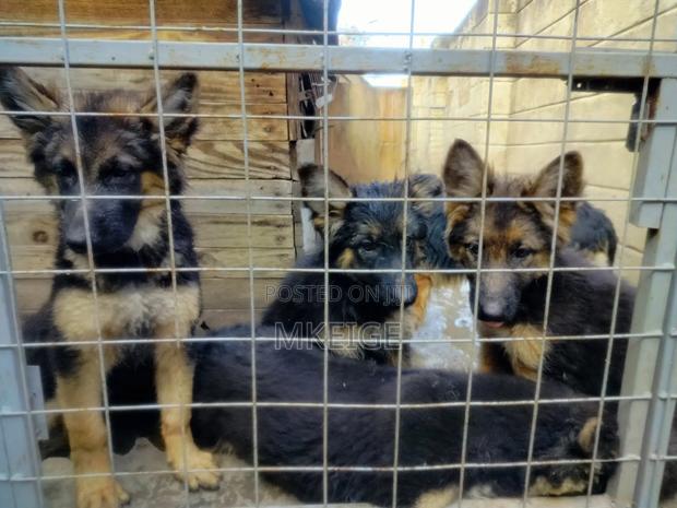 1-3 months Female Purebred German Shepherd - thumbnail 5