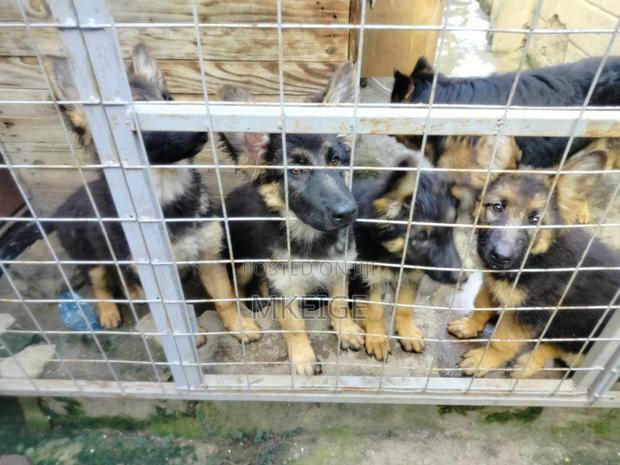1-3 months Female Purebred German Shepherd - thumbnail 6