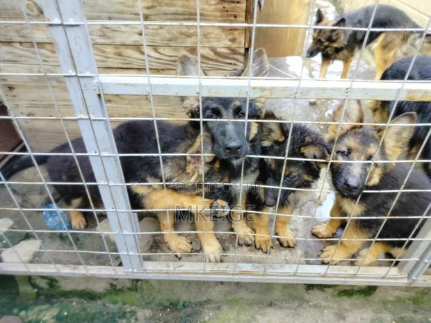 1-3 months Female Purebred German Shepherd - thumbnail 7