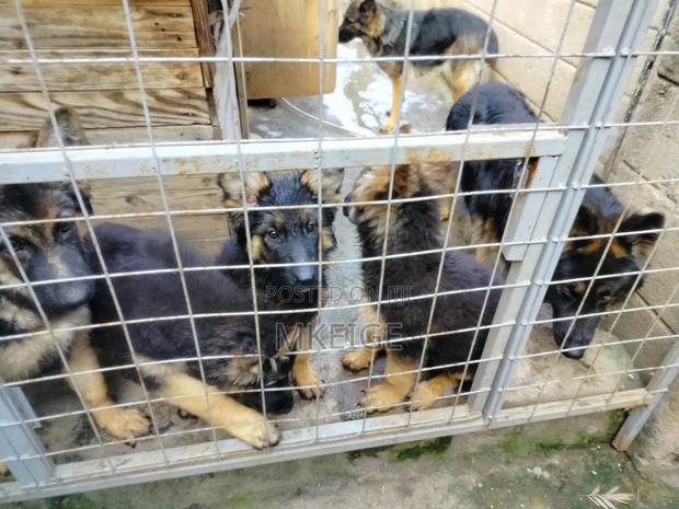 1-3 months Female Purebred German Shepherd - thumbnail 8