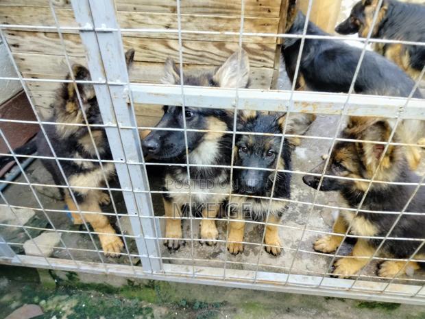 1-3 months Female Purebred German Shepherd - thumbnail 9