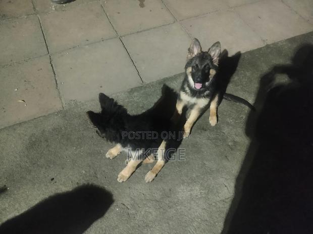 1-3 months Female Purebred German Shepherd - thumbnail 10