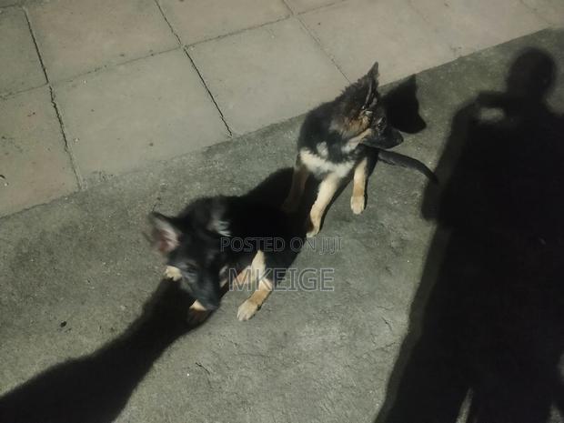 1-3 months Female Purebred German Shepherd - thumbnail 11