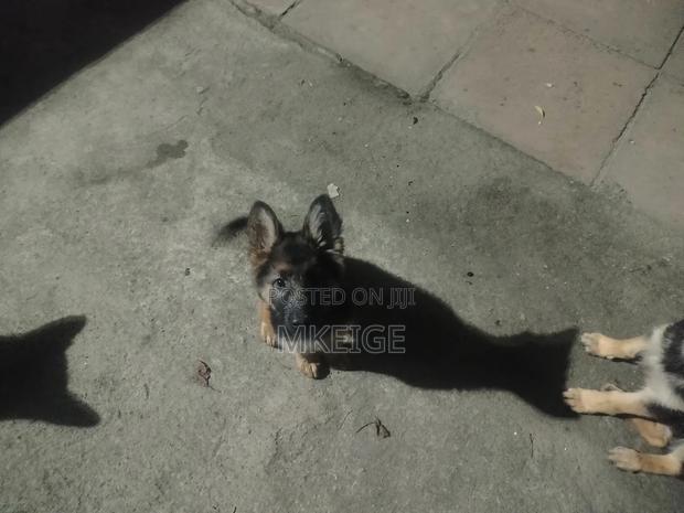 1-3 months Female Purebred German Shepherd - thumbnail 12