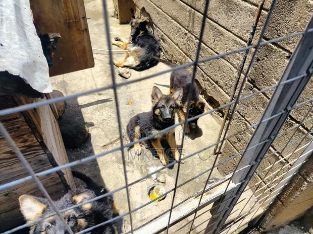 1-3 months Female Purebred German Shepherd - thumbnail 13