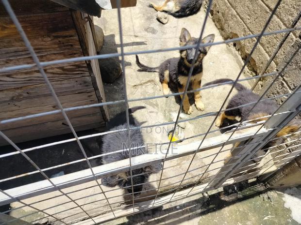 1-3 months Female Purebred German Shepherd - thumbnail 14