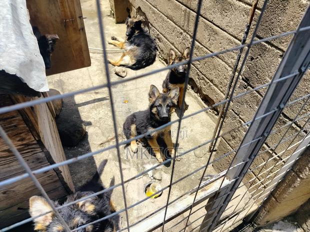 1-3 months Female Purebred German Shepherd - thumbnail 15