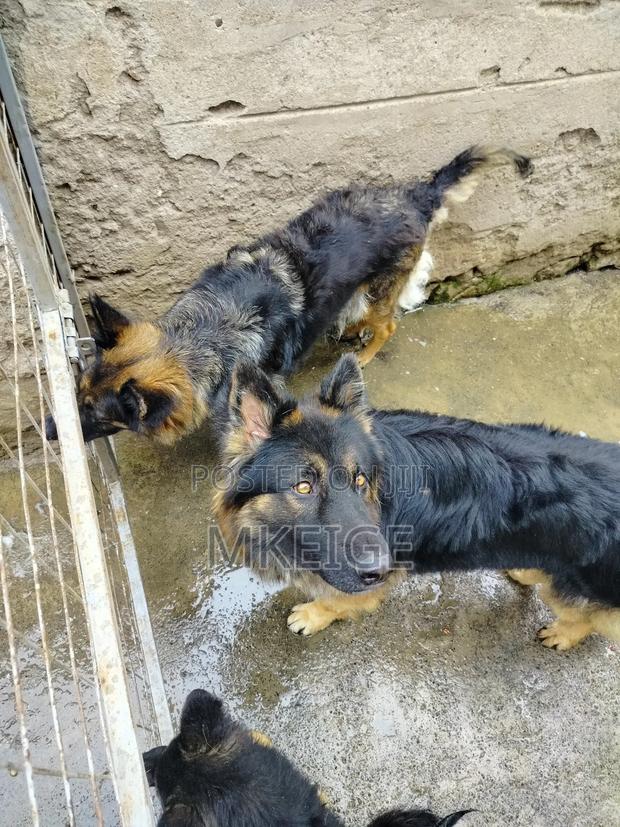 1-3 months Female Purebred German Shepherd - thumbnail 16