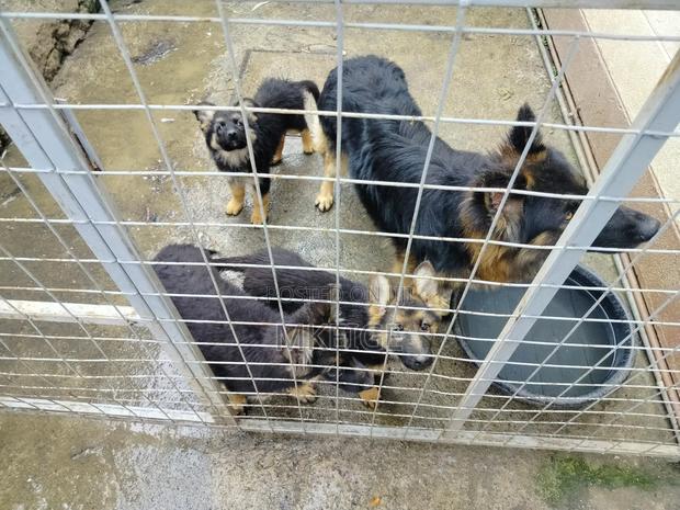 1-3 months Female Purebred German Shepherd - thumbnail 17