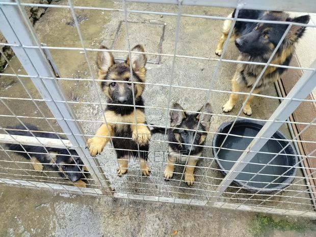 1-3 months Female Purebred German Shepherd - thumbnail 20