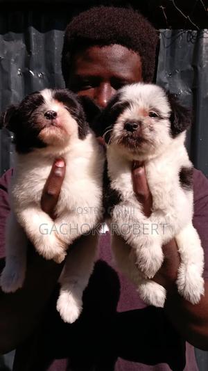 1-3 months Male Purebred Havanese - thumbnail 2