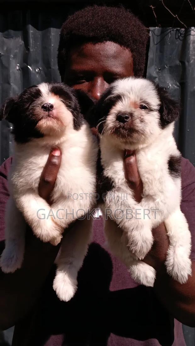 1-3 months Male Purebred Havanese - main view