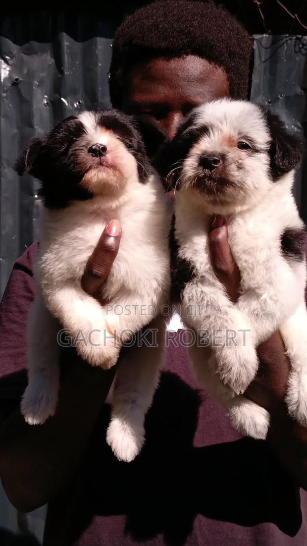 1-3 months Male Purebred Havanese - thumbnail 3