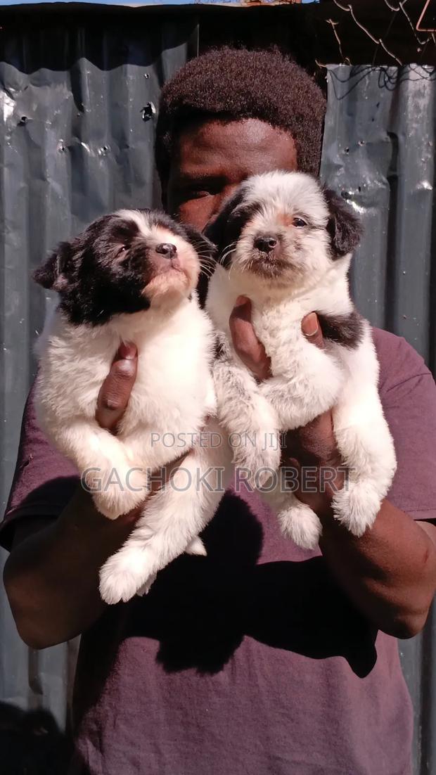 1-3 months Male Purebred Havanese - thumbnail 5